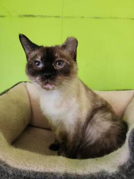 Majestic -  Siamese Cat for Adoption in Evansville, Indiana - Majestic | PetCurious