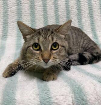 Simon -  Domestic Short Hair Cat Available for Adoption in Jackson, Michigan - Simon | PetCurious