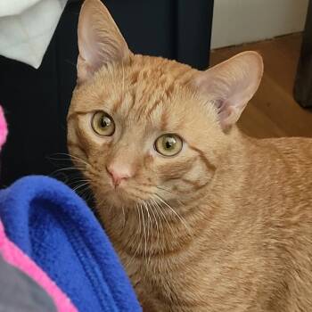 Rescue Domestic Short Hair Cats for Adoption in Brockton, Massachusetts - Mikey | PetCurious