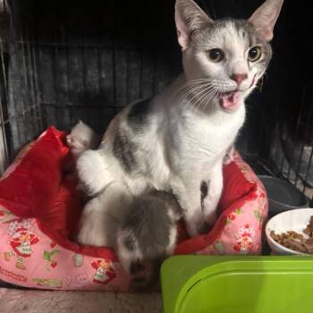 Kirkland Signature -  Domestic Short Hair Cat for Adoption in Layton, Utah - Kirkland Signature | PetCurious