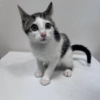 Screech -  Domestic Short Hair Cat for Adoption in Graham, Texas - Screech | PetCurious
