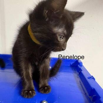 Penelope -  Domestic Medium Hair Cat for Adoption in Fairway, Kansas - Penelope | PetCurious