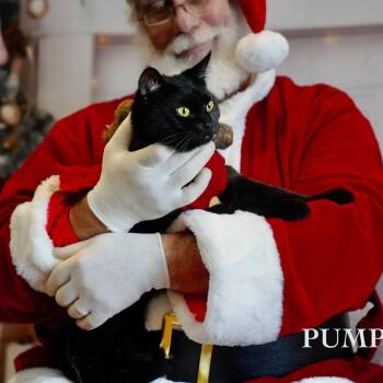 Pumpkin -  Domestic Short Hair Cat for Adoption in Tanner, Alabama - Pumpkin | PetCurious