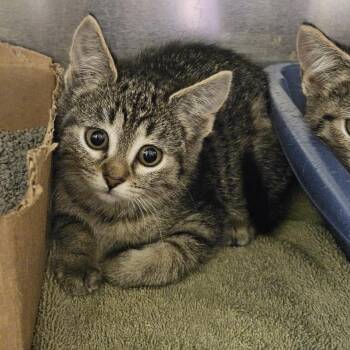 Rescue Domestic Short Hair Cats for Adoption in Richboro, Pennsylvania - Apple | PetCurious