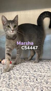 Domestic Short Hair Cats Available for Adoption in Clarksville, Tennessee - Marsha | PetCurious