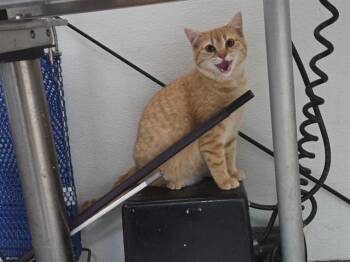Domestic Short Hair Cats Available for Adoption - ORANGE CREAM | PetCurious