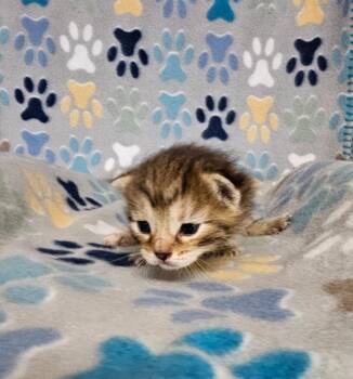 King Peppy -  Domestic Short Hair Cat for Adoption in Wabash, Indiana - King Peppy | PetCurious