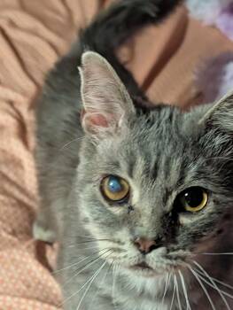 Grey Bro -  Domestic Short Hair Cat for Adoption in Lincoln, Nebraska - Grey Bro | PetCurious