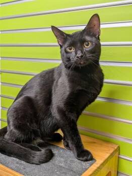 ESPRESSO -  Domestic Short Hair Cat for Adoption in St. Peters, Missouri - ESPRESSO | PetCurious