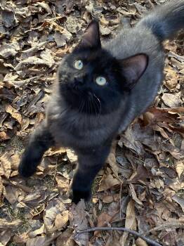Symphony -  Domestic Medium Hair Cat for Adoption in Drasco, Arkansas - Symphony | PetCurious