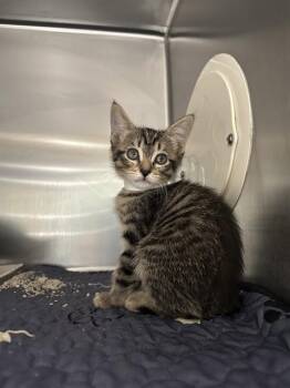 ALMA -  Domestic Short Hair Cat for Adoption in Riverside, California - ALMA | PetCurious