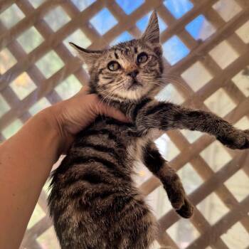 Toph - Kitten 3 -  Domestic Short Hair Cat for Adoption in Bend, Oregon - Toph - Kitten 3 | PetCurious