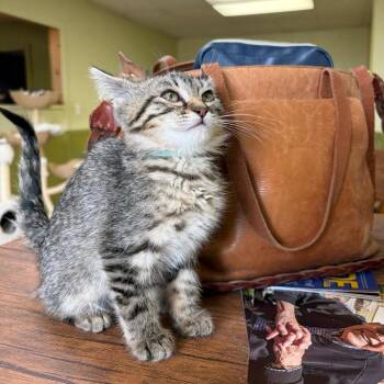 Twister -  Domestic Short Hair Cat for Adoption in Bloomington, Illinois - Twister | PetCurious