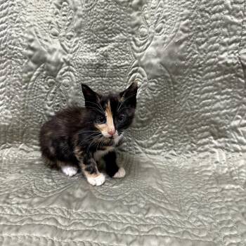 Shelby -  Domestic Short Hair Cat for Adoption in Donalsonville, Georgia - Shelby | PetCurious