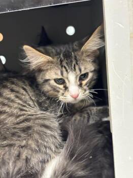 Domestic Medium Hair Cats Available for Adoption - Finnegan | PetCurious