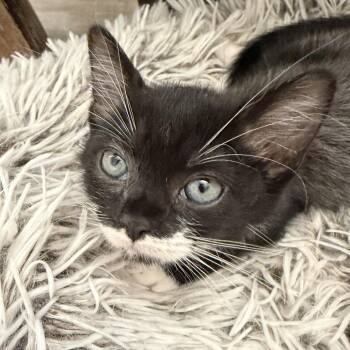 Pepper -  Domestic Short Hair Cat for Adoption in Los Angeles, California - Pepper | PetCurious