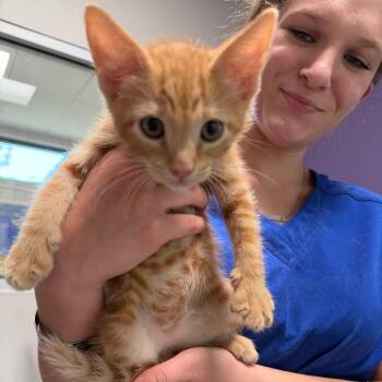 Domestic Short Hair and American Shorthair Cats Available for Adoption in Englewood, Florida - Fajita | PetCurious