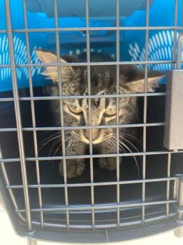 Janet (mcas) -  Domestic Medium Hair Cat Available for Adoption in Troutdale, Oregon - Janet (mcas) | PetCurious