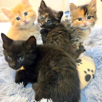 Hummingbird -  Domestic Short Hair Cat for Adoption in Denver, Colorado - Hummingbird | PetCurious