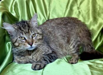 Domestic Short Hair Cats Available for Adoption in Rowland Heights, California - AUGUSTUS | PetCurious