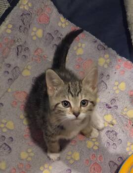 Arizona -  Domestic Short Hair Cat for Adoption in Dunellen, New Jersey - Arizona | PetCurious