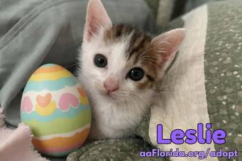 Domestic Short Hair Cats Available for Adoption in Pensacola, Florida - Leslie | PetCurious