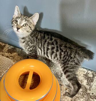 Sage -  Domestic Short Hair Cat Available for Adoption in Mt. Juliet, Tennessee - Sage | PetCurious