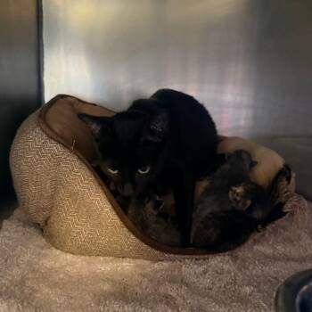 Domestic Short Hair Cats Available for Adoption in Corinth, Mississippi - K3 | PetCurious