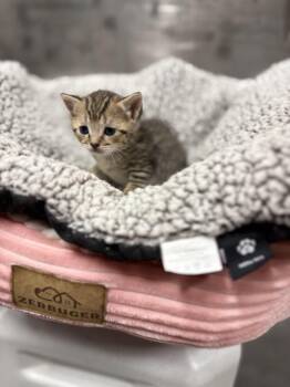 Tabby Cats Available for Adoption in Jurupa Valley, California - Toffee | PetCurious