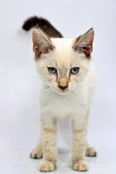 Damon -  Domestic Short Hair Cat for Adoption in Morton Grove, Illinois - Damon | PetCurious