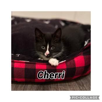 Domestic Short Hair Cats Available for Adoption in Richmond, Virginia - Cherri | PetCurious