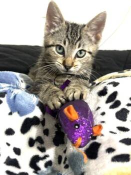 Domestic Short Hair Cats Available for Adoption in Seal Beach, California - Kitten Dumpling | PetCurious