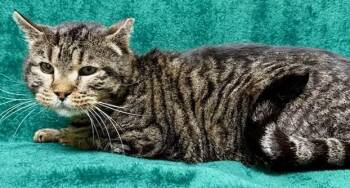 Domestic Short Hair Cats Available for Adoption in Gary, Indiana - Sweet Tiger | PetCurious