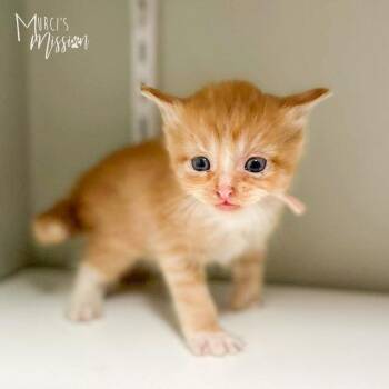 Chuck -  Domestic Short Hair Cat for Adoption in Spokane, Washington - Chuck | PetCurious