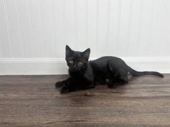 SILA -  Domestic Short Hair Cat for Adoption in Colorado Springs, Colorado - SILA | PetCurious
