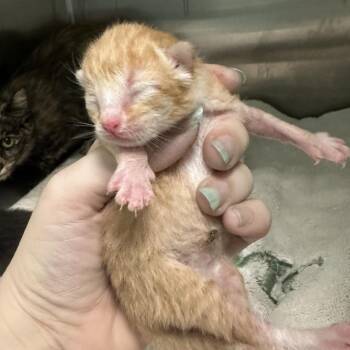 Beach -  Domestic Short Hair Cat for Adoption in Greensboro, North Carolina - Beach | PetCurious