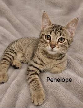Penelope 2 -  Tabby Cat for Adoption in Wyandotte, Michigan - Penelope 2 | PetCurious