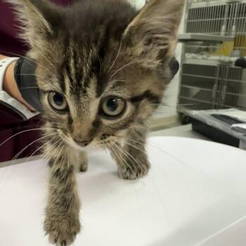 Bubble Gum -  Domestic Medium Hair Cat for Adoption in Manhattan, Kansas - Bubble Gum | PetCurious