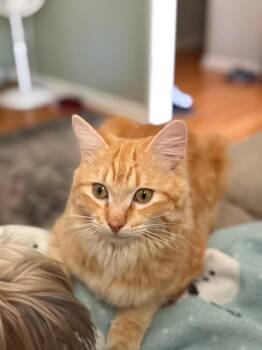 Domestic Medium Hair Cats Available for Adoption - Nemo | PetCurious