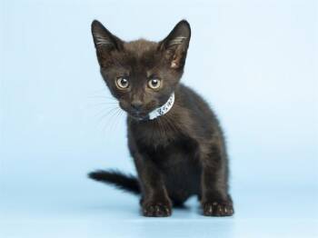 BB -  Domestic Short Hair Cat for Adoption in Phoenix, Arizona - BB | PetCurious