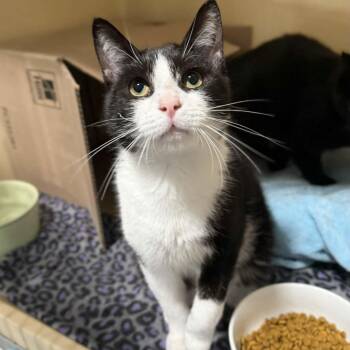Domestic Short Hair and Tuxedo Cats Available for Adoption - Malik | PetCurious