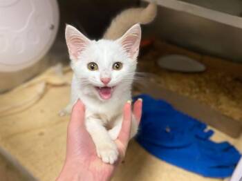 SORA -  Domestic Short Hair Cat for Adoption in Fort Wayne, Indiana - SORA | PetCurious