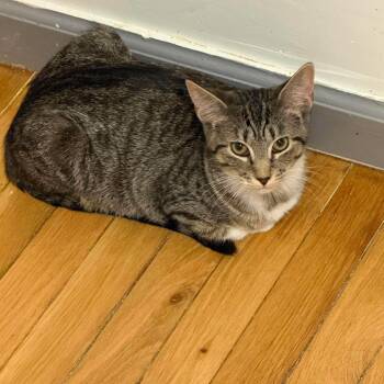 Firefly -  Domestic Short Hair Cat for Adoption in Rossville, Georgia - Firefly | PetCurious