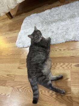 Jersey Boy -  Domestic Short Hair Cat for Adoption in Lincoln Park, New Jersey - Jersey Boy | PetCurious