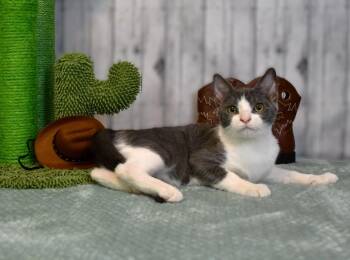 Linford -  Domestic Short Hair Cat for Adoption in Roanoke, Texas - Linford | PetCurious