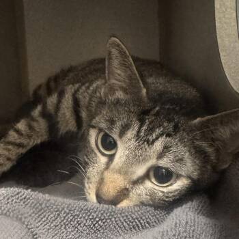 Domestic Short Hair Cats Available for Adoption in Cumming, Georgia - Pearl | PetCurious