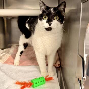 Domestic Medium Hair Cats Available for Adoption in Palm Springs, California - Rain | PetCurious