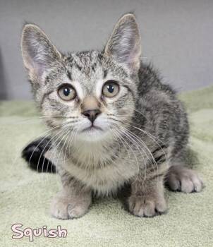 Squish -  Domestic Short Hair Cat for Adoption in Mason, Michigan - Squish | PetCurious