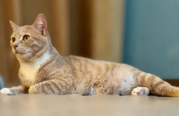 Rescue Tabby Cats for Adoption in Flint Hill, Virginia - Legacy | PetCurious