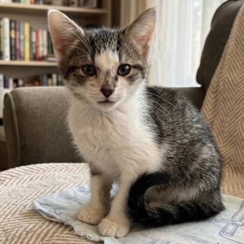 Taco -  Domestic Short Hair Cat for Adoption in Pittsfield, Illinois - Taco | PetCurious